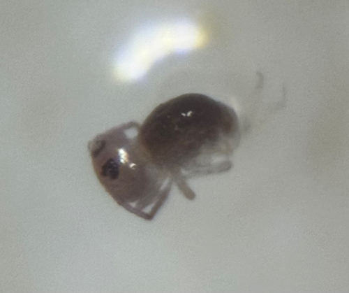 Sminthurides occultus