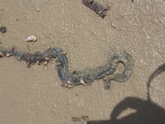 Acrochordus granulatus