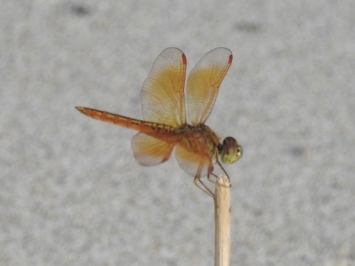 Brachythemis contaminata