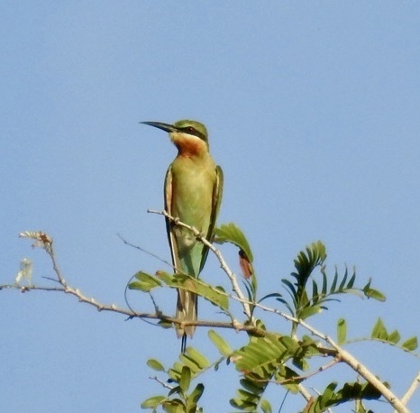 Merops philippinus