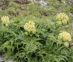 Molopospermum peloponnesiacum