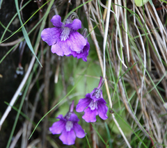 Pinguicula grandiflora
