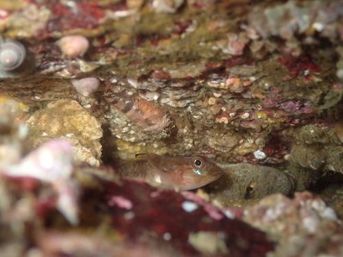 Puget Sound sculpin (Ruscarius meanyi) — Cottidae — 3