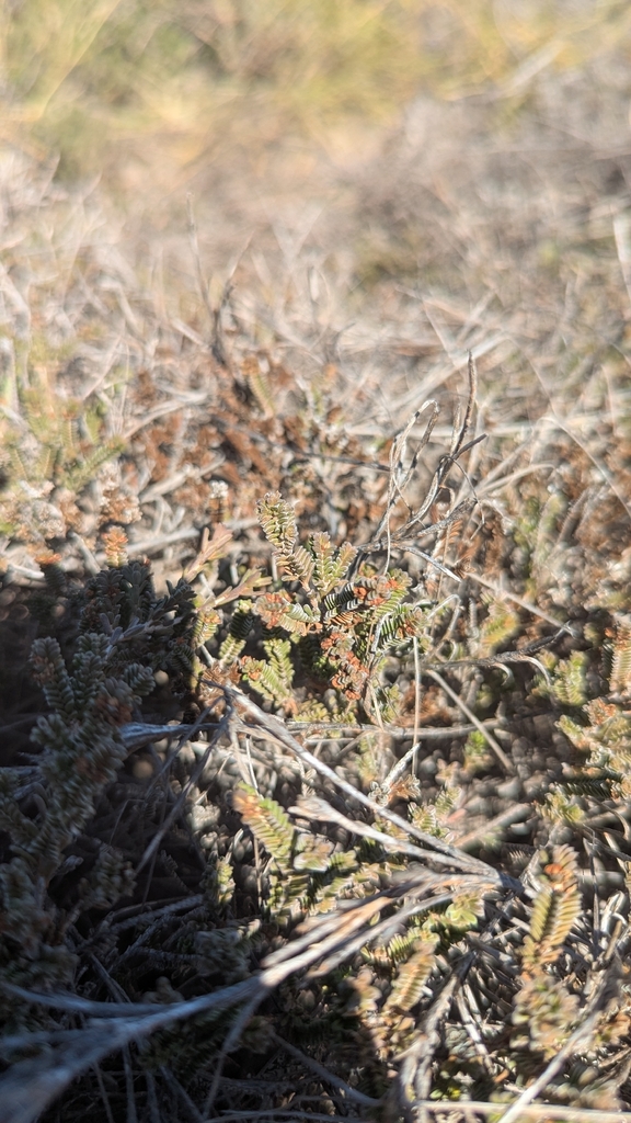 Thryptomene repens