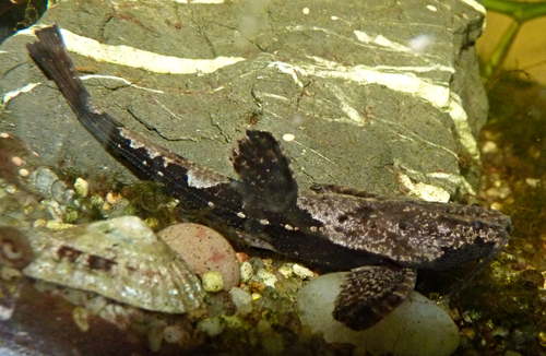 Banjo cat (Bunocephalus coracoideus) — Aspredinidae