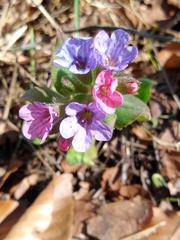 Pulmonaria officinalis