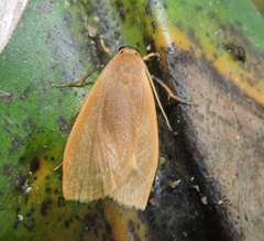 Nishada flabrifera