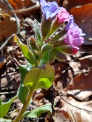 Pulmonaria officinalis