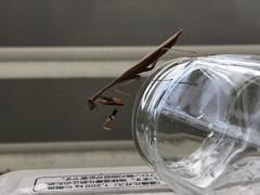 Statilia maculata maculata