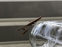 Statilia maculata maculata