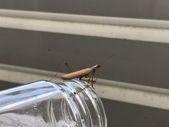 Statilia maculata maculata