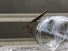 Statilia maculata maculata