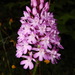 Anacamptis - Photo (c) Riccardo Molajoli, algunos derechos reservados (CC BY-NC), subido por Riccardo Molajoli