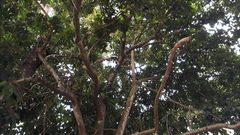 Psydrax umbellata