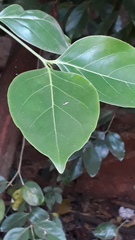 Psydrax umbellata