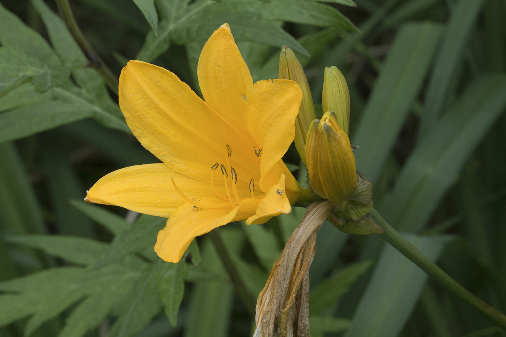 amur day-lily