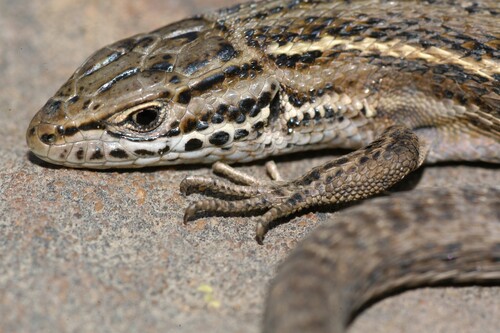 Common Mountain Lizard, Tropidosaura montana