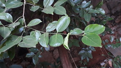 Psydrax umbellata