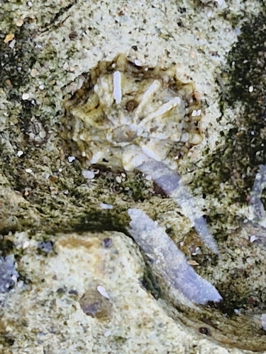 Siphonaria maura (Siphonaria maura)