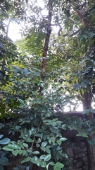 Psydrax umbellata