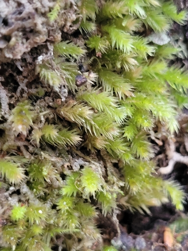 Lepyrodon australis observed 2026-04-18