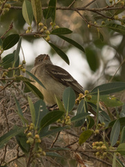 Elaenia flavogaster