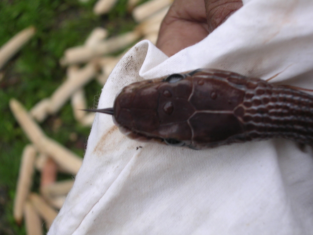 Sunda Rat Snake