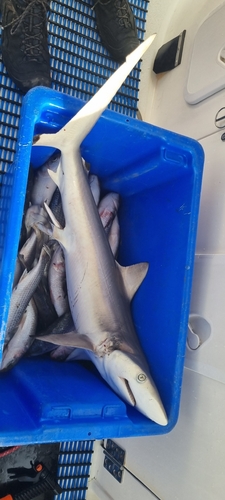 Blacktip shark (Carcharhinus sorrah) — Carcharhinidae
