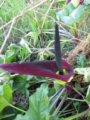 Arum palaestinum