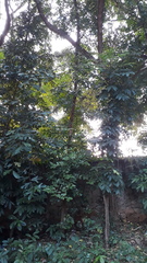 Psydrax umbellata