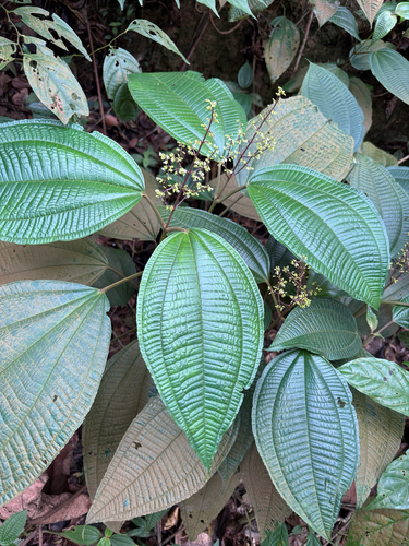 Allomorphia bullata, 2025-10-24