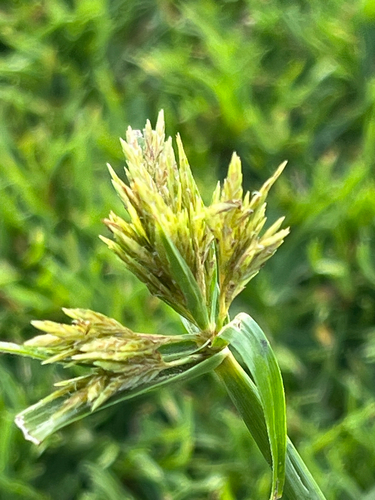 Cyperus polystachyos observed 2026-04-21