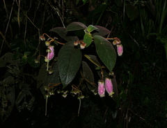 Kohleria affinis
