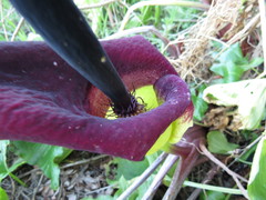 Arum palaestinum