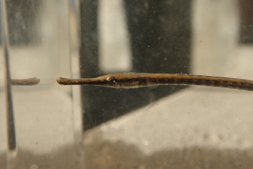 Microphis brachyurus observed 2025-11-15