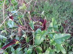 Arum palaestinum