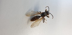 Gyrostoma