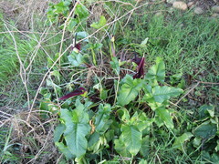 Arum palaestinum