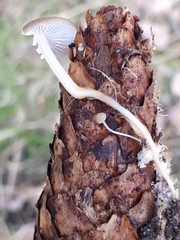 Strobilurus esculentus