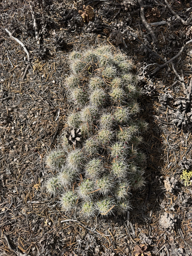Mojave Kingcup Cactus