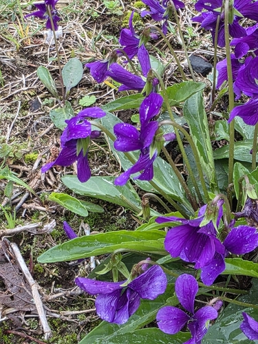 Viola mandshurica, photograph 5
