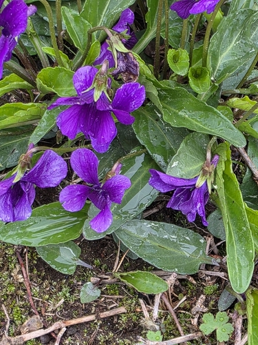 Viola mandshurica, photograph 6