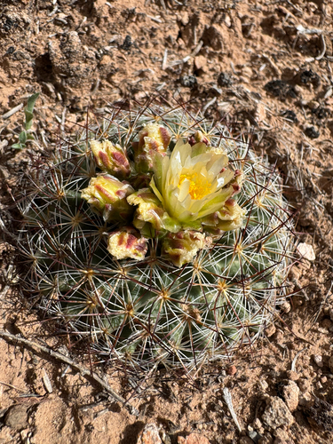 Mountain Ball Cactus
