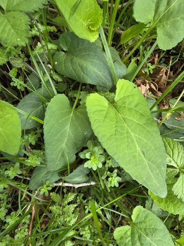Viola japonica