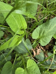 (c) Merlla McLaughlin, some rights reserved (CC BY) Viola japonica, photograph (c) Merlla McLaughlin, some rights reserved (CC BY)