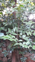 Psydrax umbellata