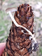 Strobilurus esculentus