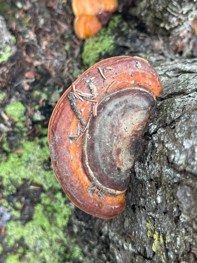 Fomitopsis mounceae · April 2026 · photo: © kallummcdonald (iNaturalist, cc0)