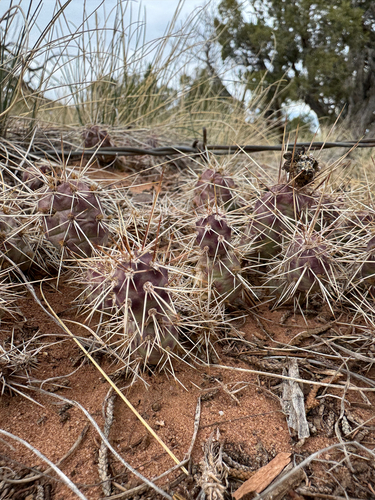 Brittle Pricklypear