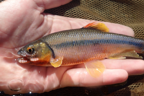 Dark chub (Nipponocypris temminckii) — Cyprinidae — 2